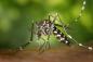Preview: Citin Insektenspray 400ml, gegen fliegende und kriechende Insekten